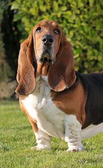 Copper the dog